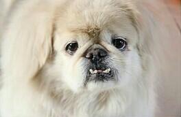 京巴:京巴图片 巴哥犬跟京巴犬哪个好养？