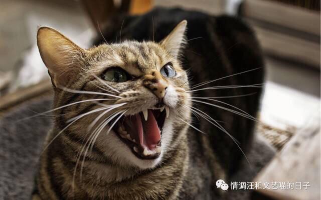 遛狗网:猫和狗都是人类的宠物，但为什么大街上都有遛狗，却没有遛猫的？ 遛狗网络上是什么意思