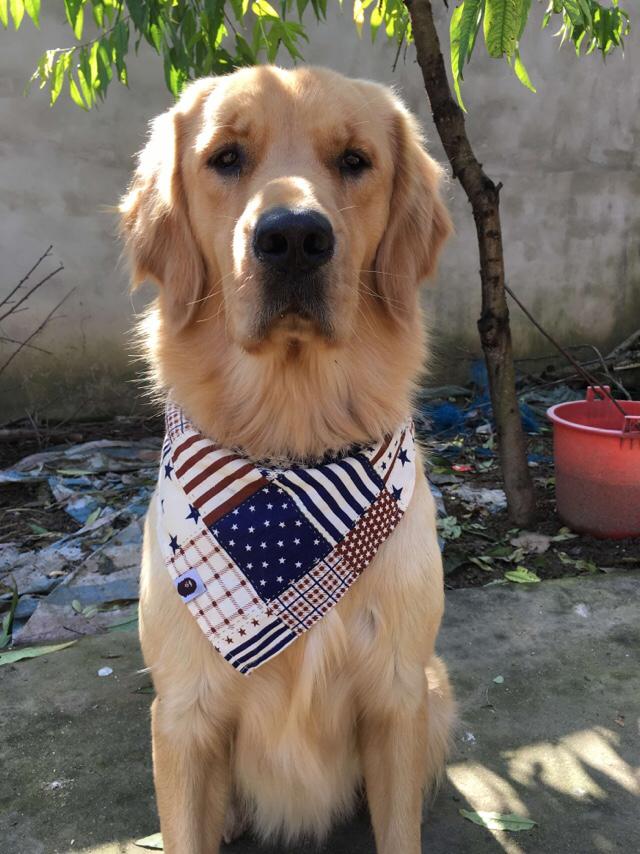 两岁金毛犬价格:我想养一只金毛，金毛一个月大概要花多少钱？ 2岁金毛犬价格