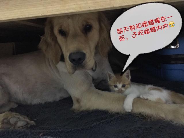 两岁金毛犬价格:我想养一只金毛，金毛一个月大概要花多少钱？ 2岁金毛犬价格