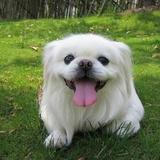 京巴:京巴图片 巴哥犬跟京巴犬哪个好养？