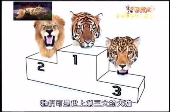 老虎和狮子单挑为什么赢的永远是老虎？