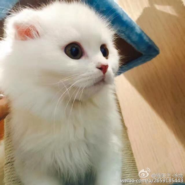 孕妇感染弓形虫的机率:猫的弓形虫很容易传染给人类么？