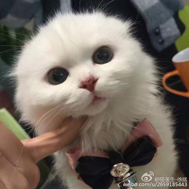 孕妇感染弓形虫的机率:猫的弓形虫很容易传染给人类么？