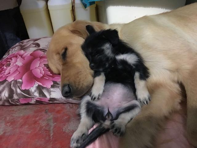 两岁金毛犬价格:我想养一只金毛，金毛一个月大概要花多少钱？ 2岁金毛犬价格