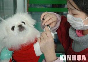 京巴:京巴图片 巴哥犬跟京巴犬哪个好养？
