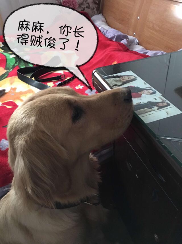 金毛犬多少钱一只:我想养一只金毛，金毛一个月大概要花多少钱？ 金毛犬多少钱一只幼崽图片