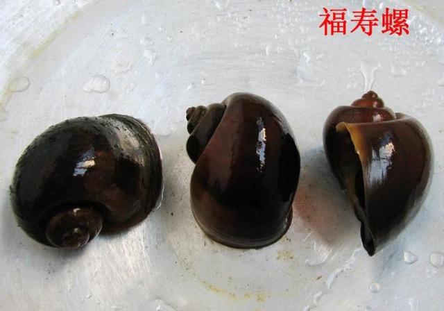 福寿螺可以吃吗,福寿螺在中国为什么没人吃？