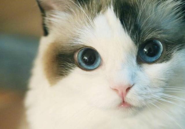 哪个品种的猫平均颜值最高？