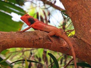 头条问答 - 在农村养殖雷公蛇有钱途吗?技术易操作吗?(1个回答)