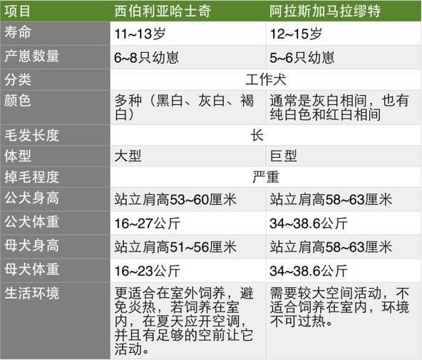 hashiqi壁纸:你认为哈士奇能不能通过训练不那么傻？