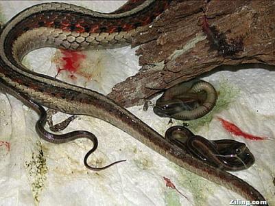 水蚺是胎生还是蛋生:胎生蛇与卵生蛇有什么区别？
