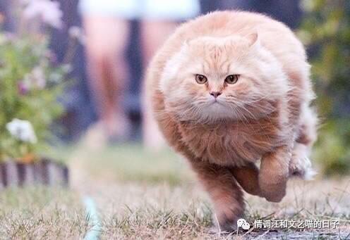 遛狗网:猫和狗都是人类的宠物，但为什么大街上都有遛狗，却没有遛猫的？ 遛狗网络上是什么意思
