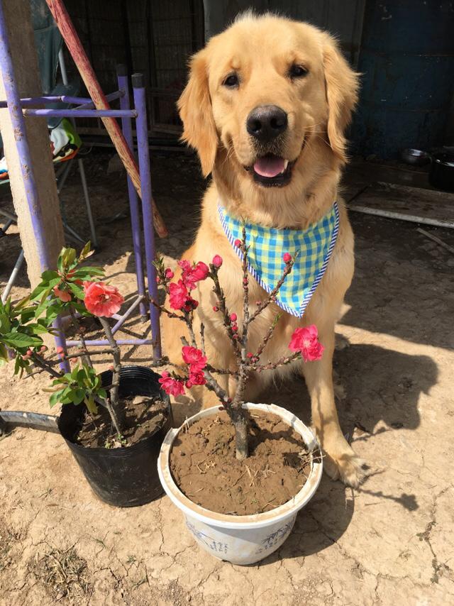 两岁金毛犬价格:我想养一只金毛，金毛一个月大概要花多少钱？ 2岁金毛犬价格