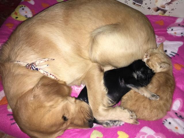 两岁金毛犬价格:我想养一只金毛，金毛一个月大概要花多少钱？ 2岁金毛犬价格