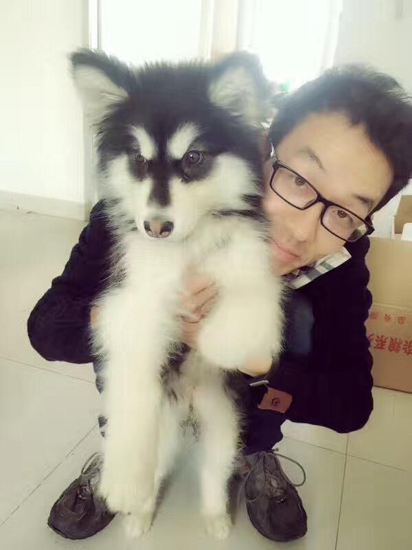 阿拉斯加雪橇犬和哈士奇一样吗:最近想要养狗，阿拉斯加和哈士奇养哪个？