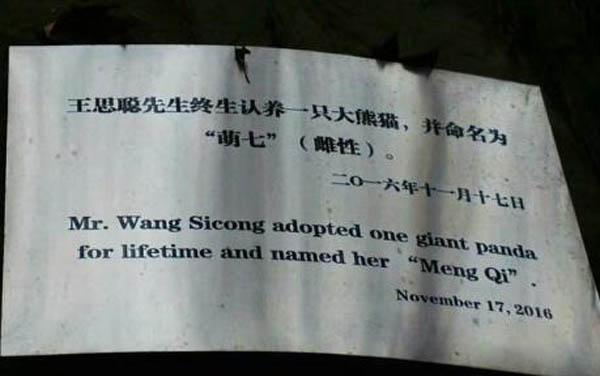 王思聪为什么能领养大熊猫？