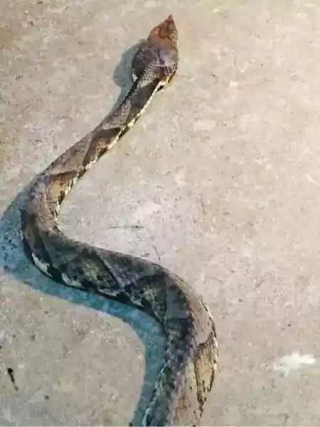 中国巨蛇，你认为国内最毒的蛇是哪一种