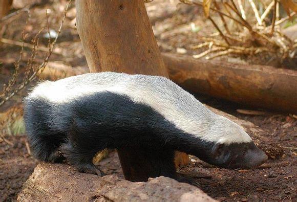 头条问答 - 蜜獾的天敌是什么?(最近联系人6641569的回答,0赞)