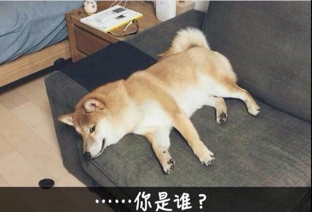 不爽狗图片:货拉拉，快狗，滴滴，三大货运巨头，谁能笑到最后？