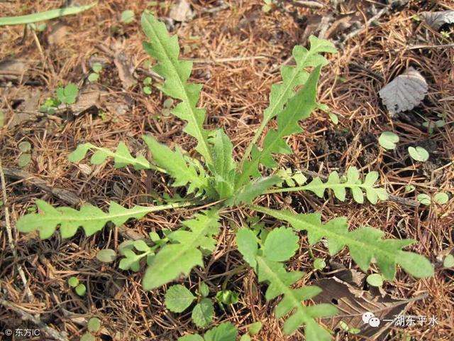 荠菜营养价值很高吗？