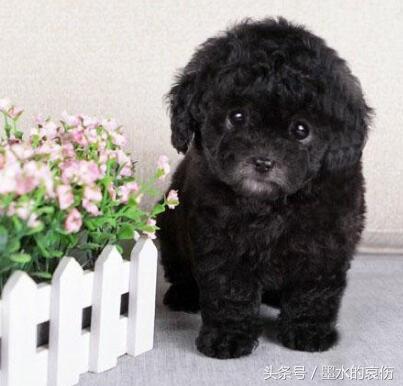 泰迪狗不能吃巧克力吗:泰迪为什么不能吃葡萄和巧克力 泰迪犬有什么不能吃的食物吗？