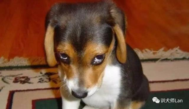 泰迪罚站:狗狗犯错后会主动对你表现殷勤吗？