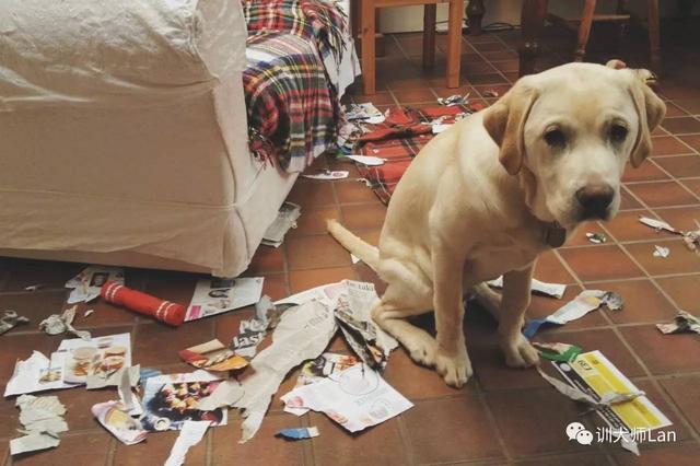 泰迪罚站:狗狗犯错后会主动对你表现殷勤吗？