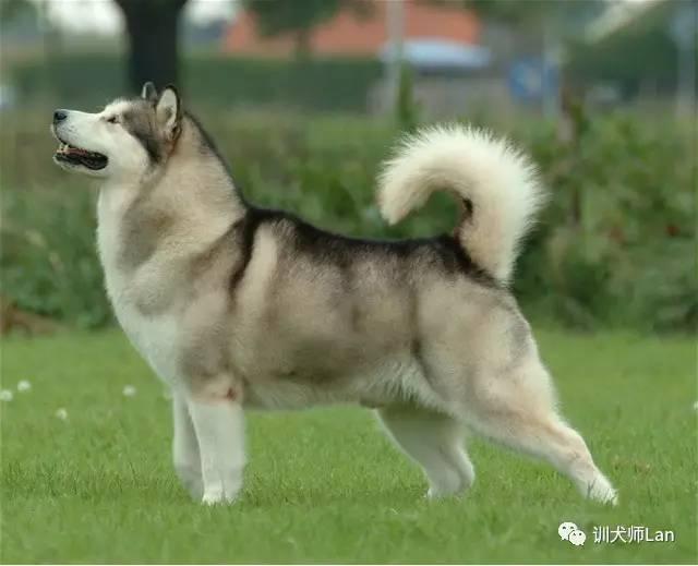 阿拉斯加幼犬大概什么价位，阿拉斯加幼犬大概什么价位