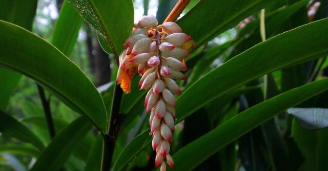 头条问答 - 白豆蔻在中药里都有什么作用?(5个回答)