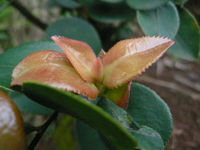 谁知道这什么植物？