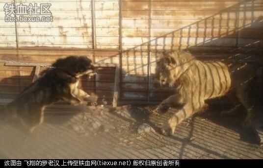 什么狗能咬死藏獒照片:藏獒真的比老虎狮子强吗？