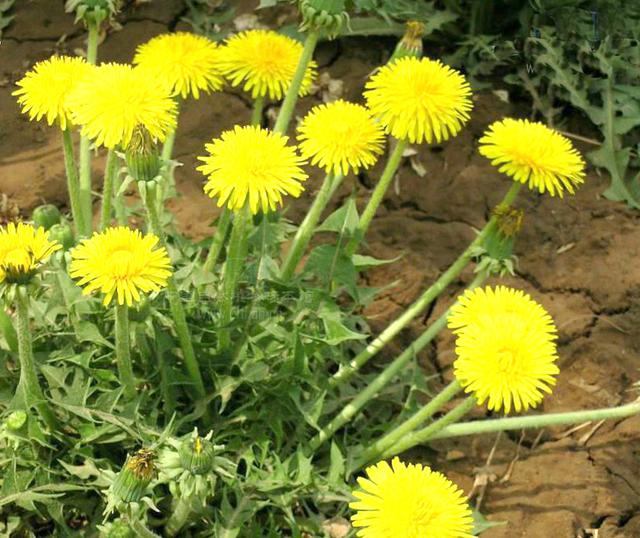 乳腺增生怎么食疗(乳腺增生食疗方法)