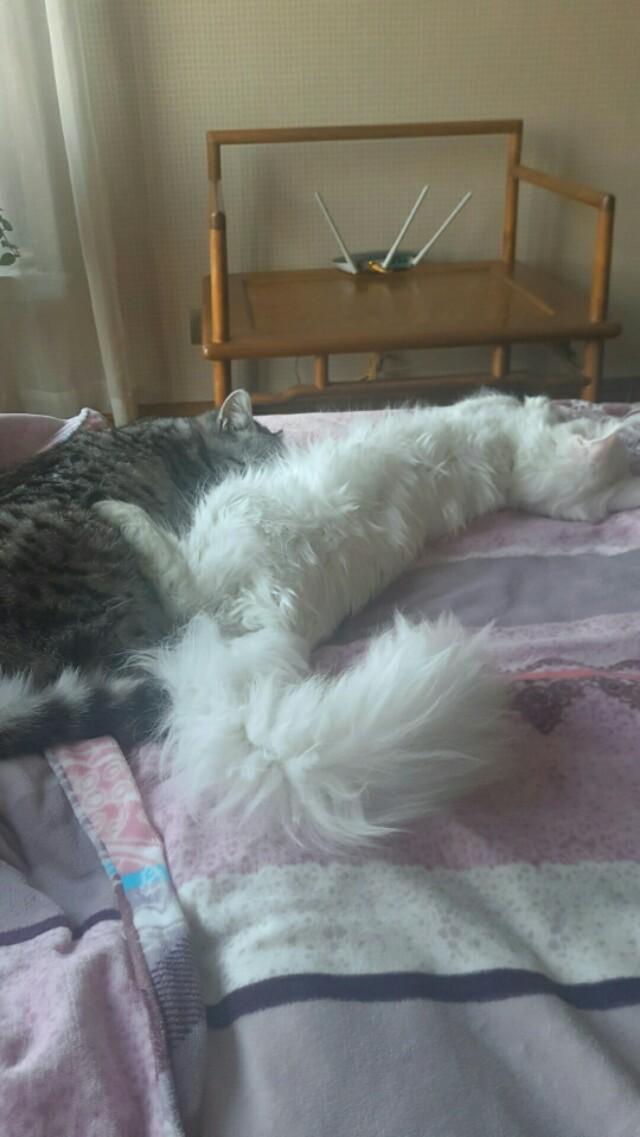 为什么晚上睡觉时猫咪总喜欢靠近自己的头，而且咕噜声还很大？插图3