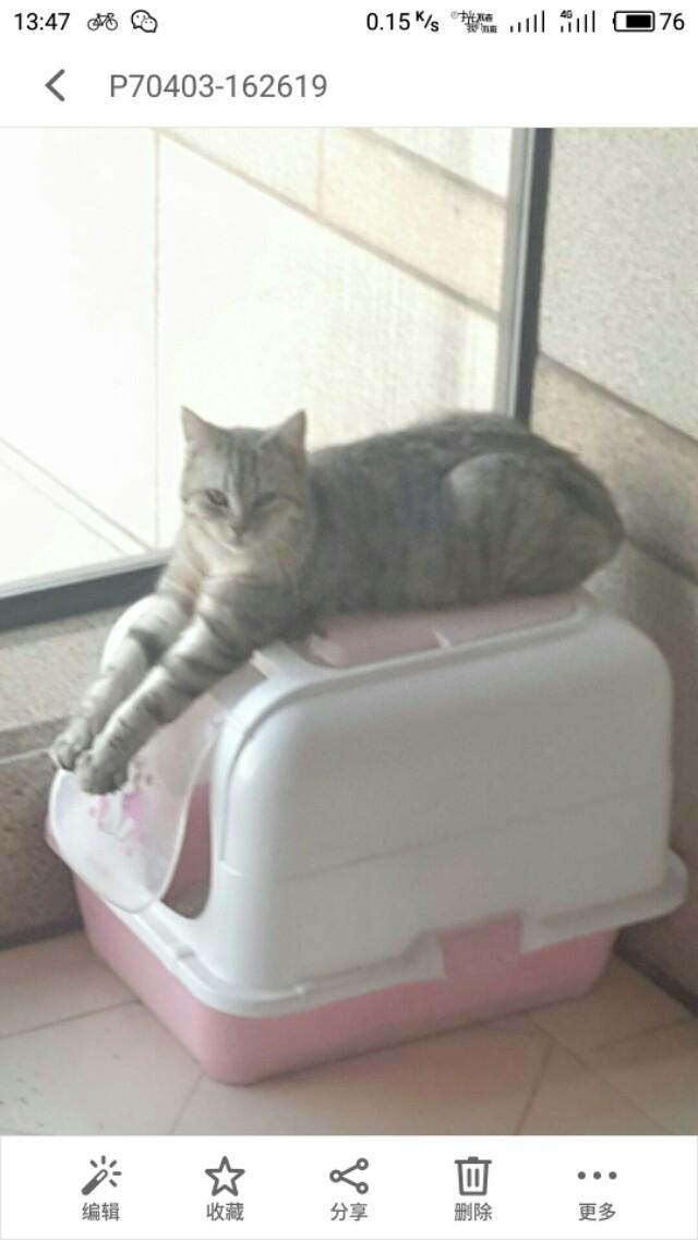 为什么晚上睡觉时猫咪总喜欢靠近自己的头，而且咕噜声还很大？插图5