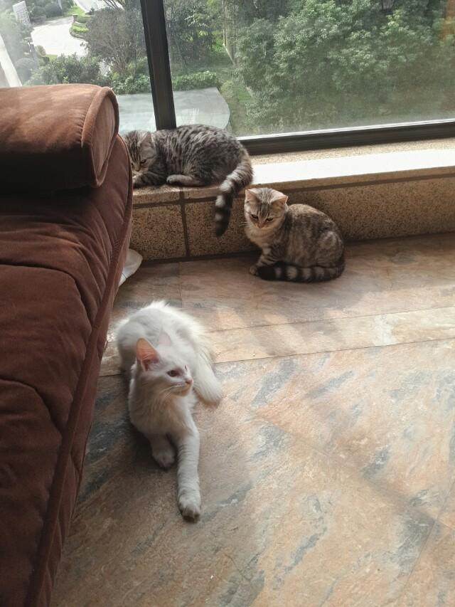 为什么晚上睡觉时猫咪总喜欢靠近自己的头，而且咕噜声还很大？插图7