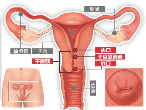 育龄期什么意思，女生有哪些必须懂得的生理知识