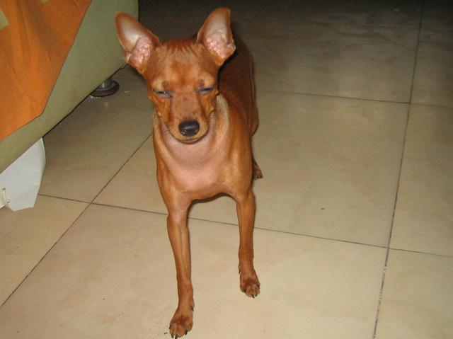 鹿犬和吉娃娃:鹿犬和吉娃娃究竟哪个好养 为什么现在鹿犬很少见了，不喜欢养吗？