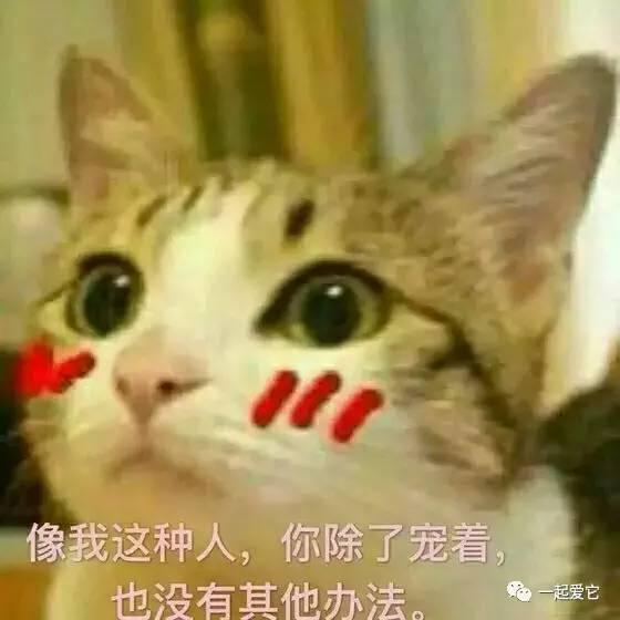 腐恋猫窝:为什么女生更爱看耽美小说？