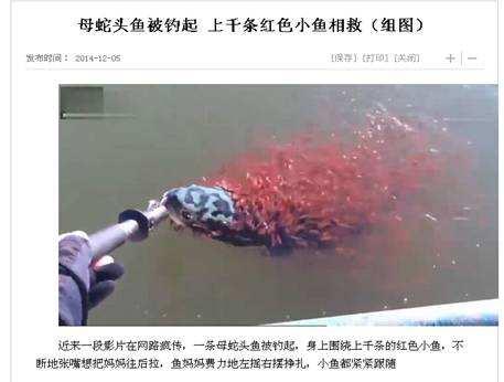 美国亚洲鲤鱼泛滥成灾，为什么说入侵我国的外来物种生活在水深火热之中