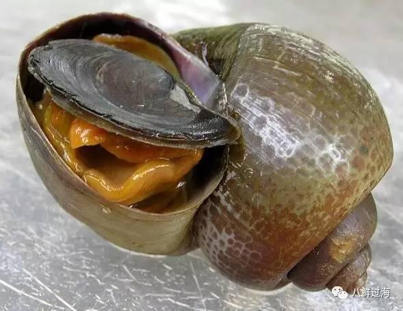 福寿螺能吃吗？和田螺有什么区别？