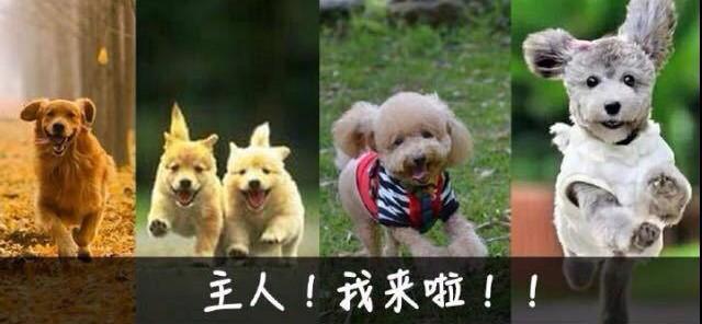 不爽狗图片:货拉拉，快狗，滴滴，三大货运巨头，谁能笑到最后？