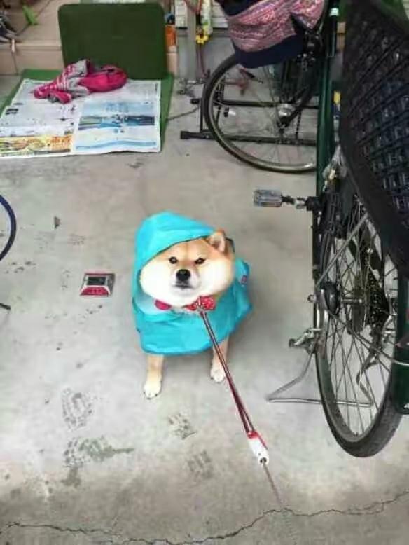 柴犬图片:为什么柴犬那么痛恨散步？