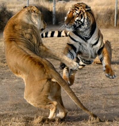 为什么有人说狮子打不过老虎?