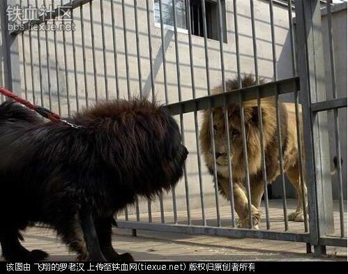 什么狗能咬死藏獒照片:藏獒真的比老虎狮子强吗？