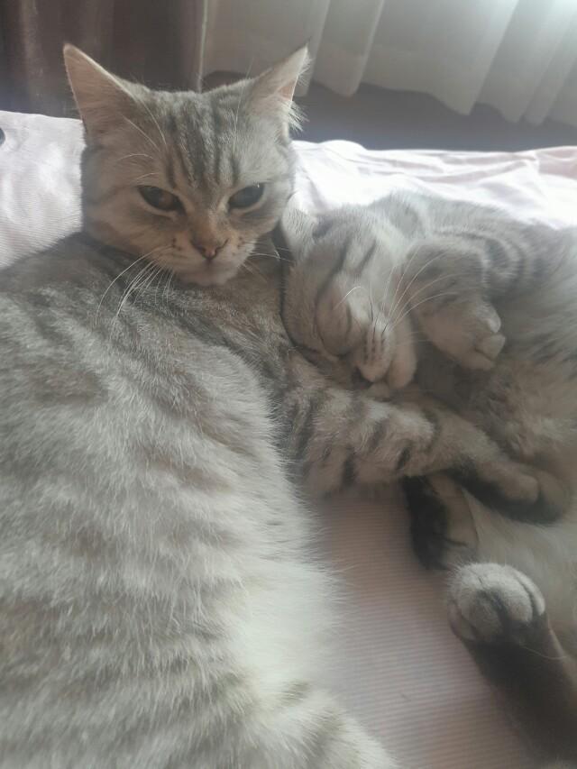 为什么晚上睡觉时猫咪总喜欢靠近自己的头，而且咕噜声还很大？插图4