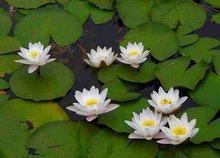 头条问答 睡莲与莲花有什么区别 拍你所想的回答 0赞