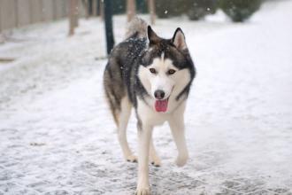 雪橇三傻为什么叫三傻:雪橇有三傻，狗中有四疯。说的是哪些狗狗？