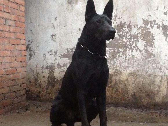 中国有哪些名犬？