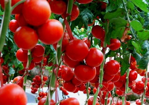 圣女果是转基因食品吗，圣女果是转基因吗它和大番茄有什么区别